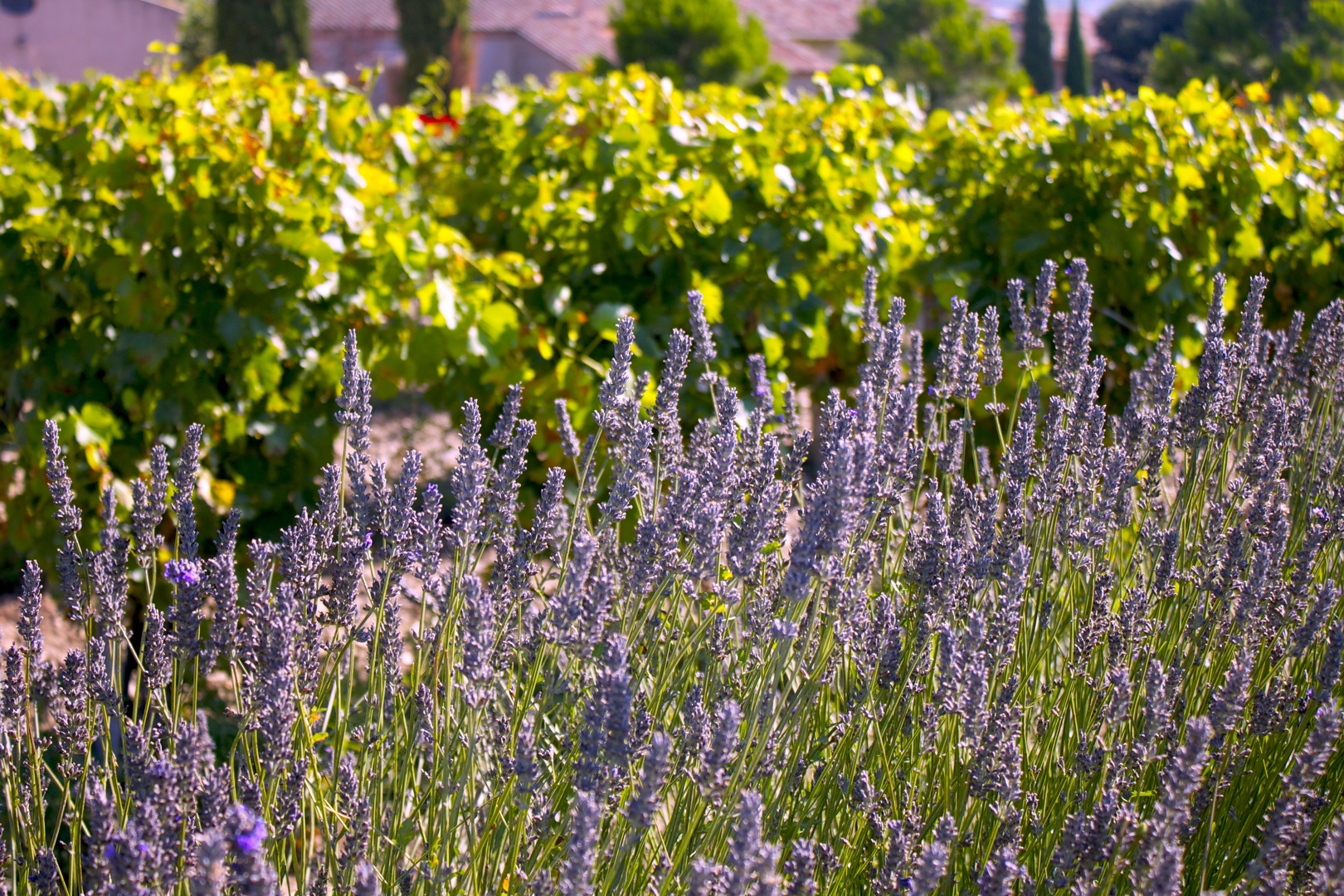 Kräuter der Provence: Reisetipps für Provence-Liebhaber Kräuter der Provence: Reisetipps für Provence-Liebhaber
