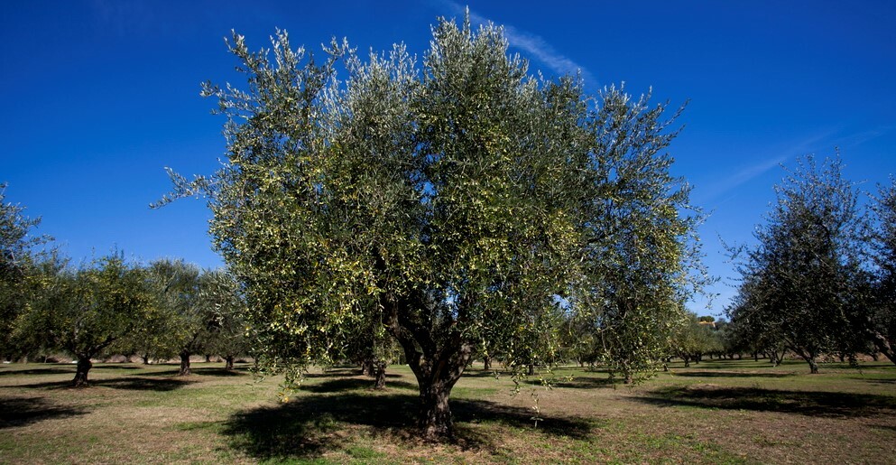 Oliventour bei Ancona