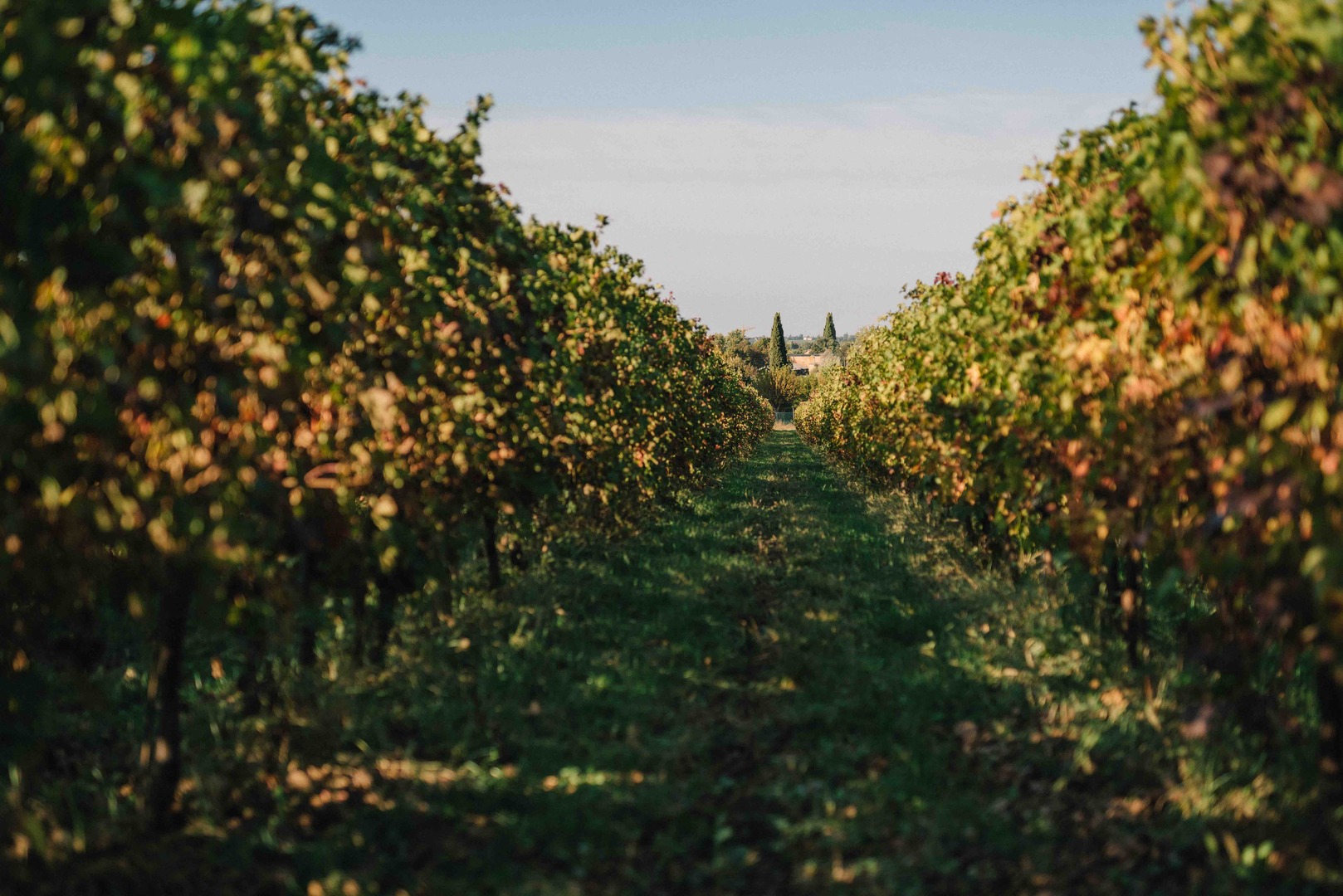 Urlaub beim Winzer für Weinliebhaber in Italien