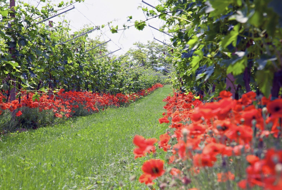 Emilia Romagna Relais buchen! Roncolo 1888 im Weingut Venturine Baldini.