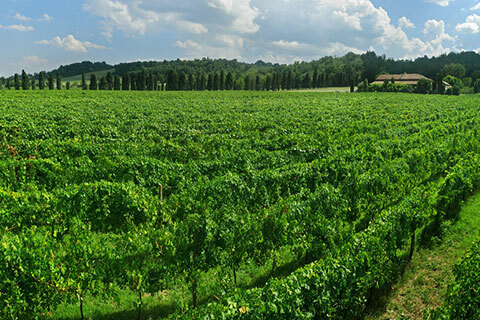 Lambrusco Reise Italien